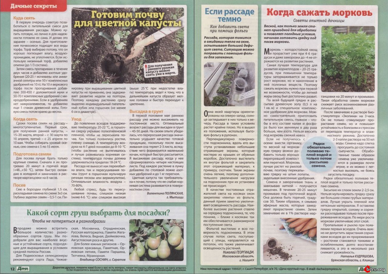 Посадка капусты в грунт рассадой сроки, правила, советы Посадка капусты в грунт рассадой сроки, правила, советы